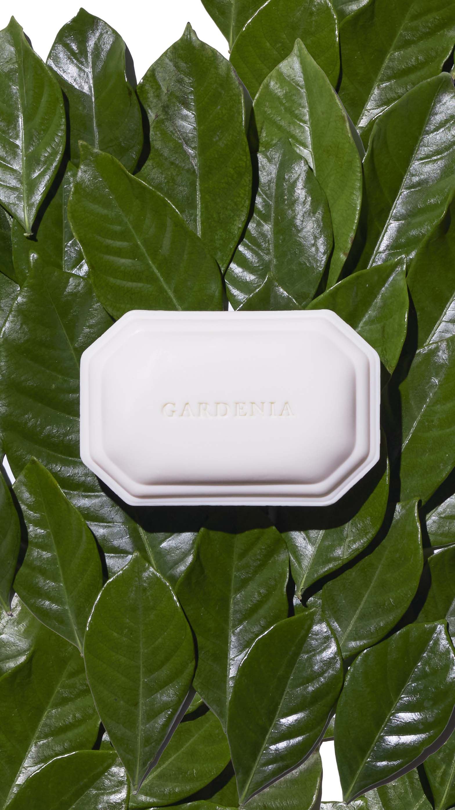 Gardenia floral bath soap sitting atop a bed of green Gardenia leaves, made by Caswell-Massey in collaboration with NYBG
