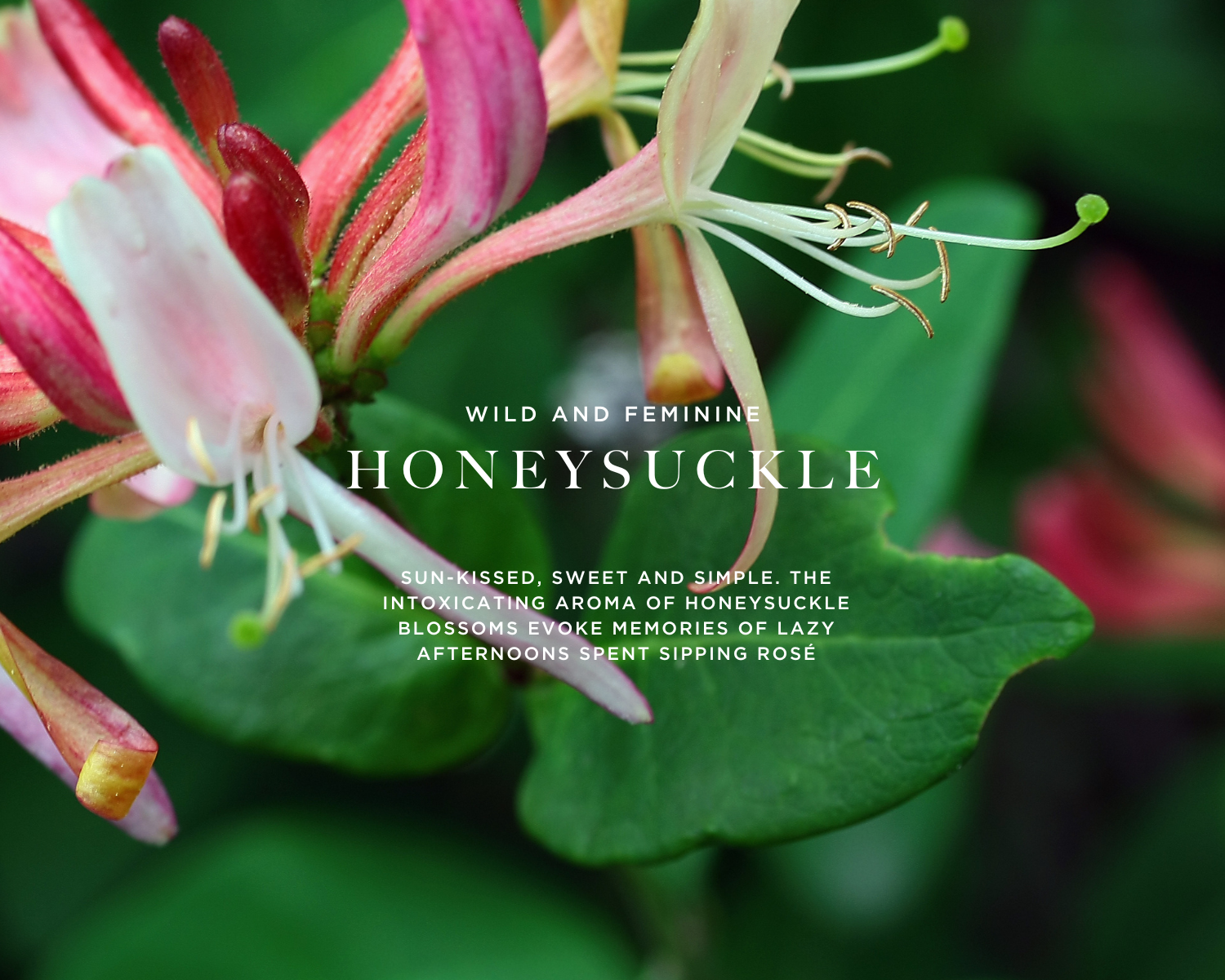 Caswell-Massey Honeysuckle Eau de Toilette for Women: image of honeysuckle flowers to represent primary scent notes