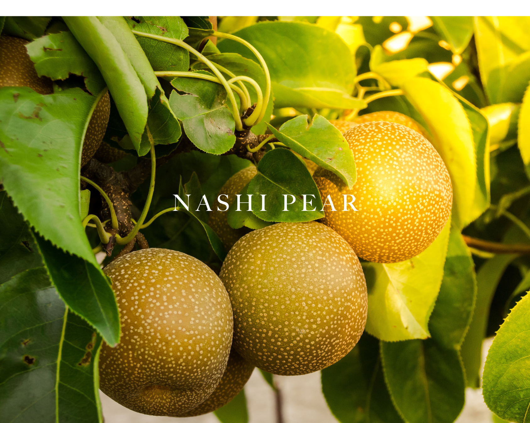 Nashi Pears