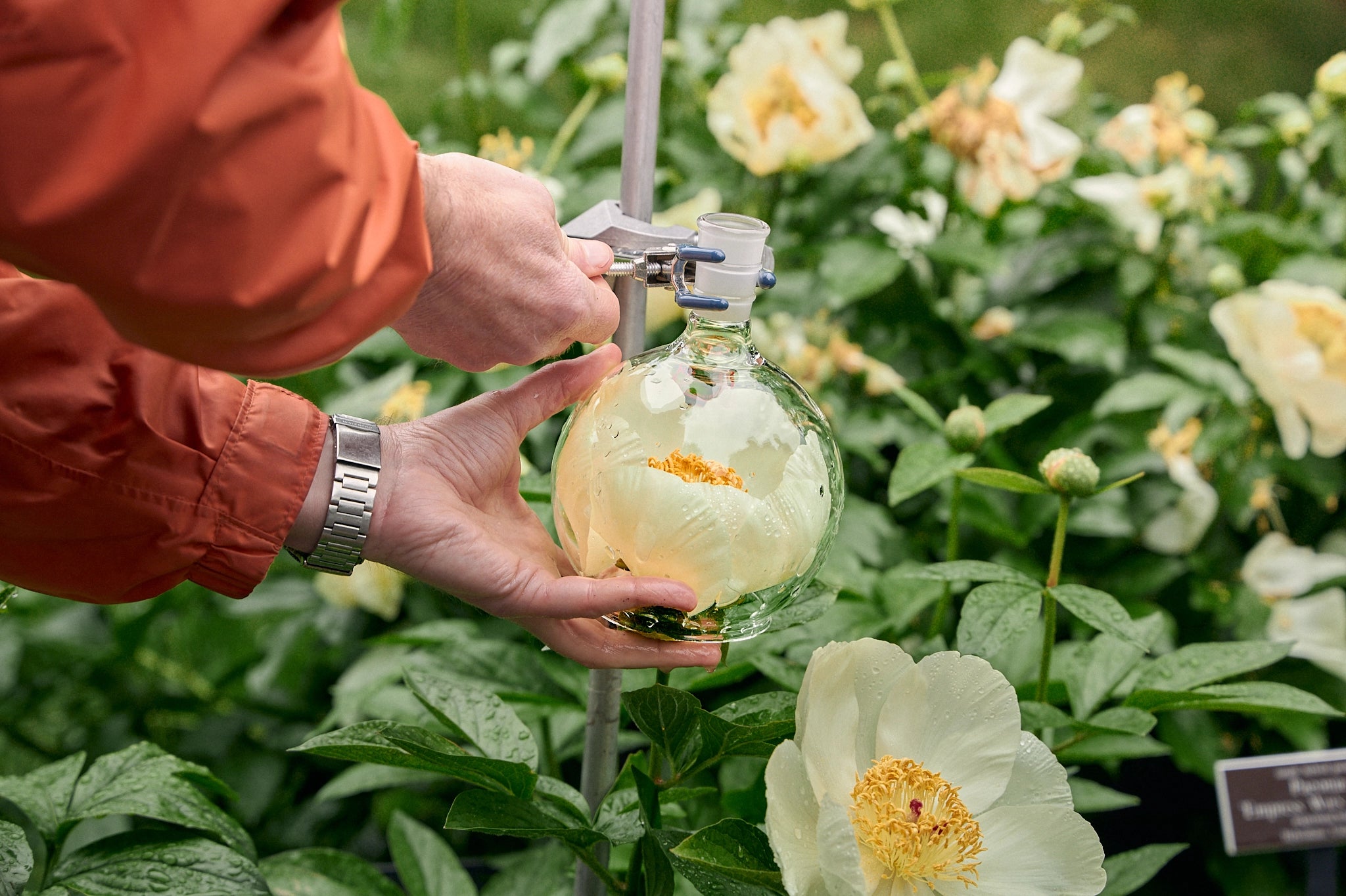 The Peony Capture at The NYBG