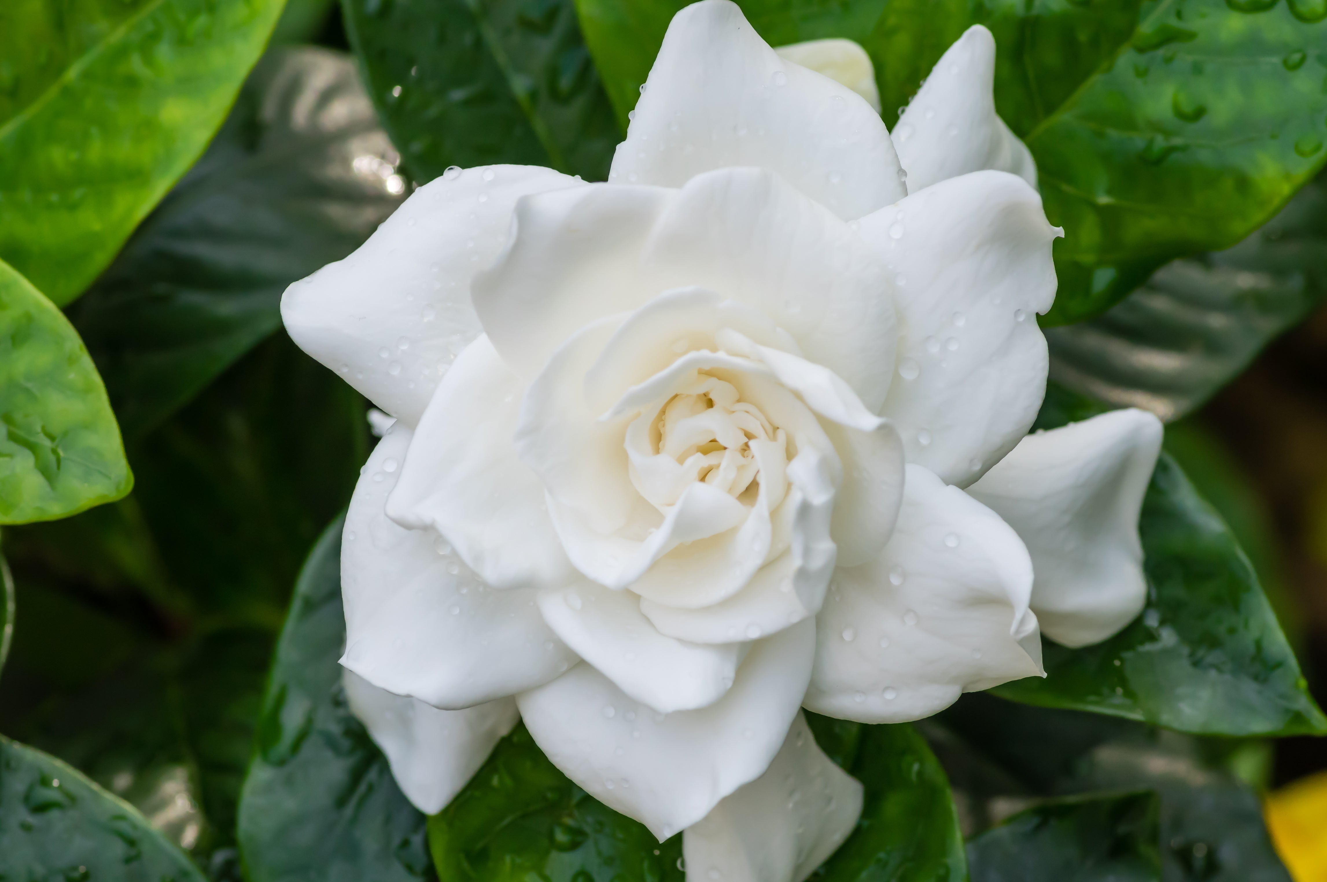Gardenia flower