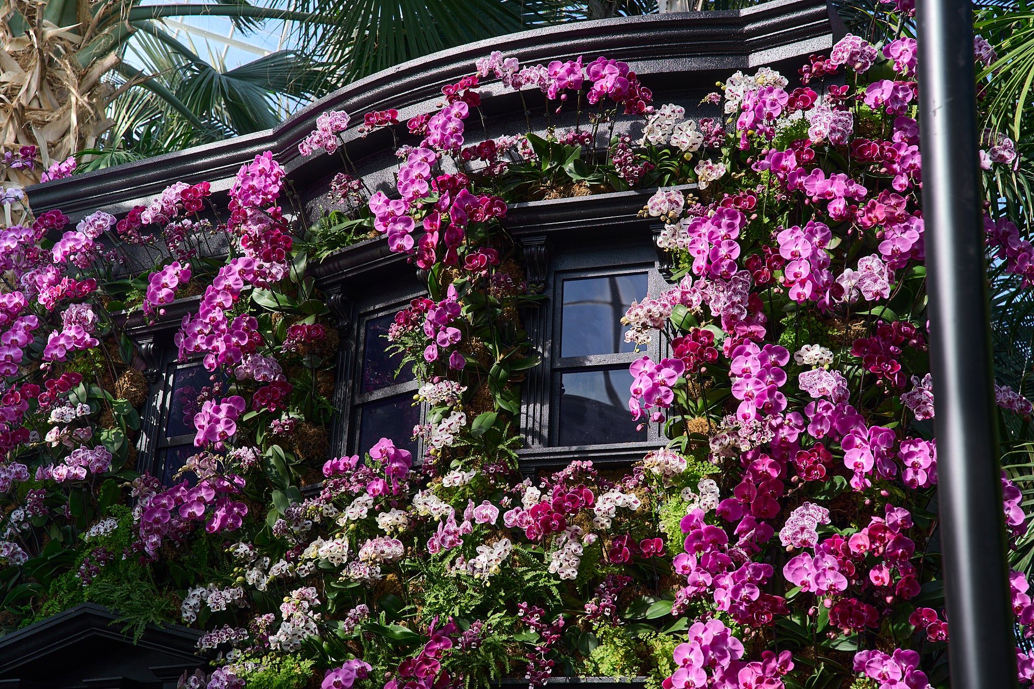 Mr Flower Fantastic's Orchid Show at NYBG: Image of Brownstone Covered In Orchids