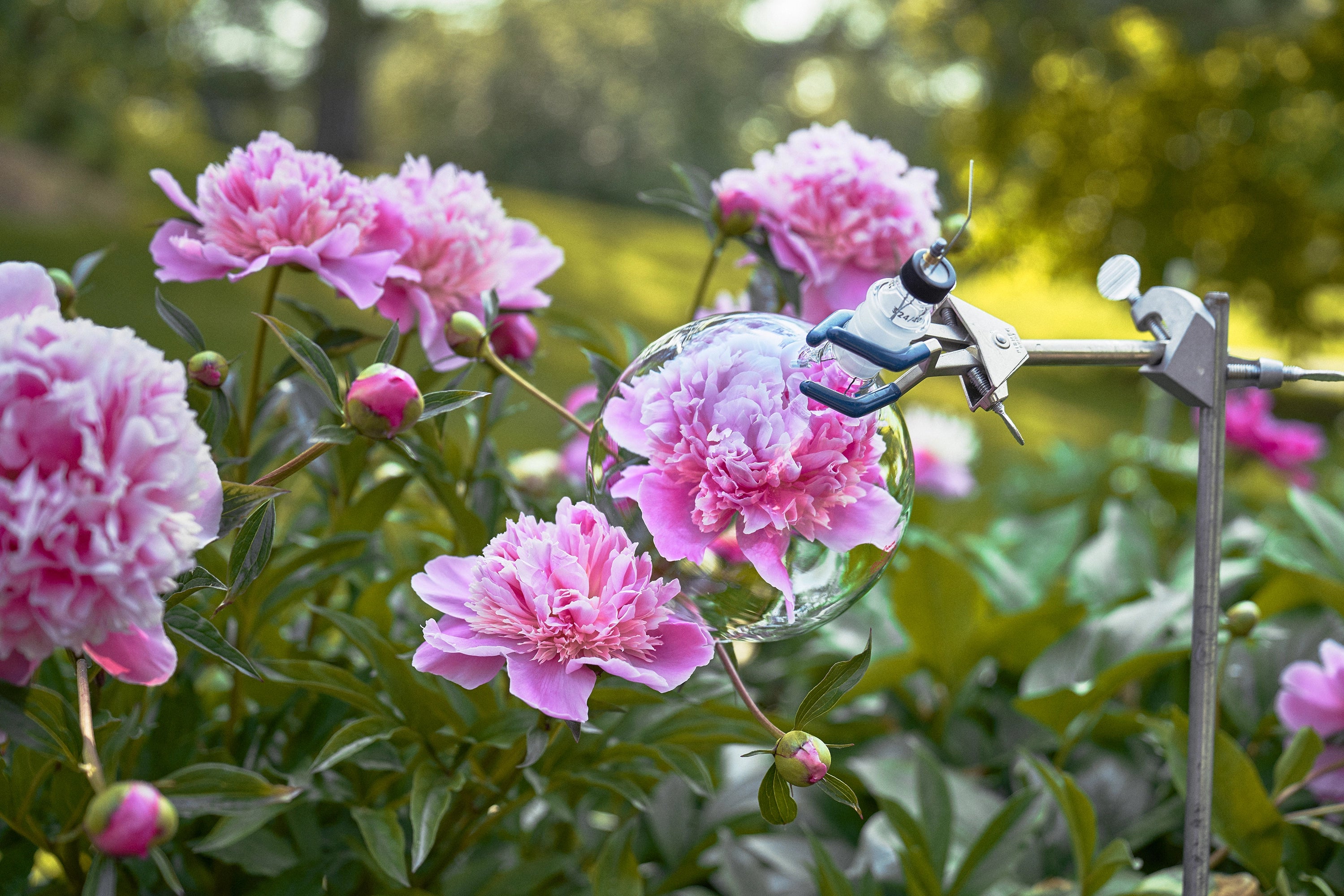 The Peony Capture at The NYBG