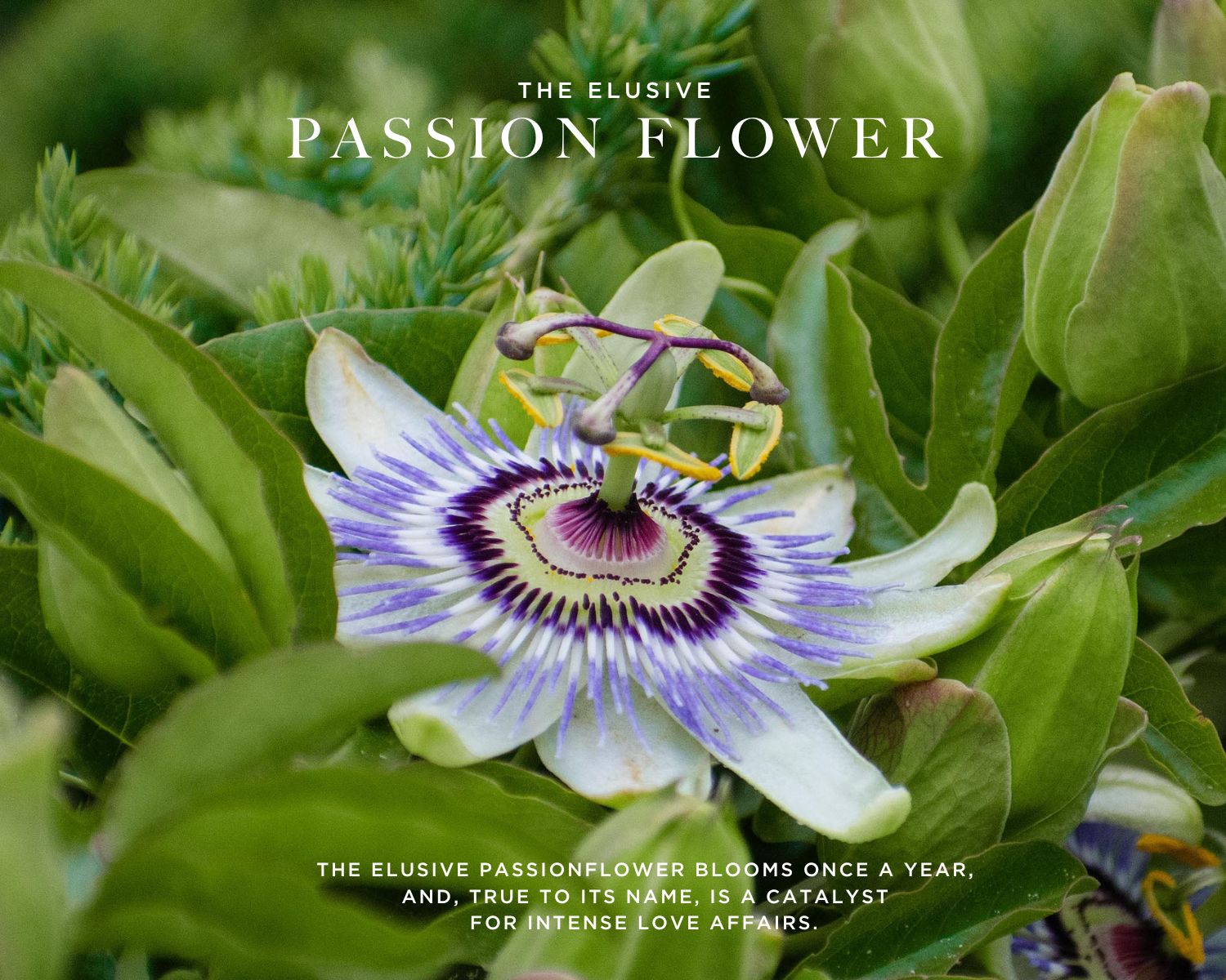 Caswell-Massey Elixir of Love Eau de Toilette: image showing one of the scent notes, the elusive passionflower in bloom
