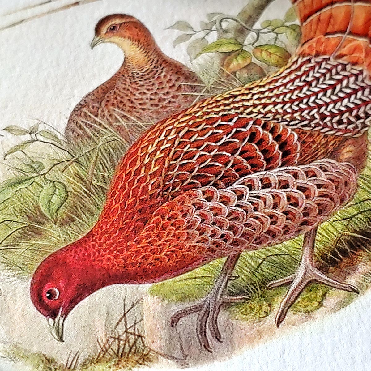 Fiery Pheasants - Pack of Note Cards