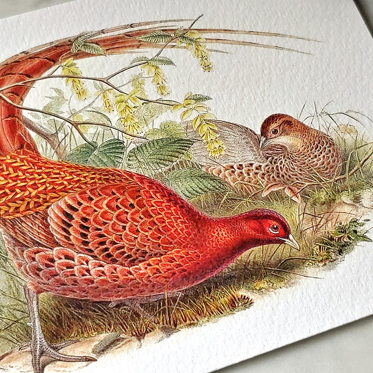 Fiery Pheasants - Pack of Note Cards