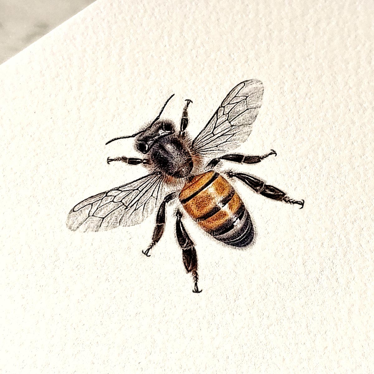 Bees - Pack of Note Cards
