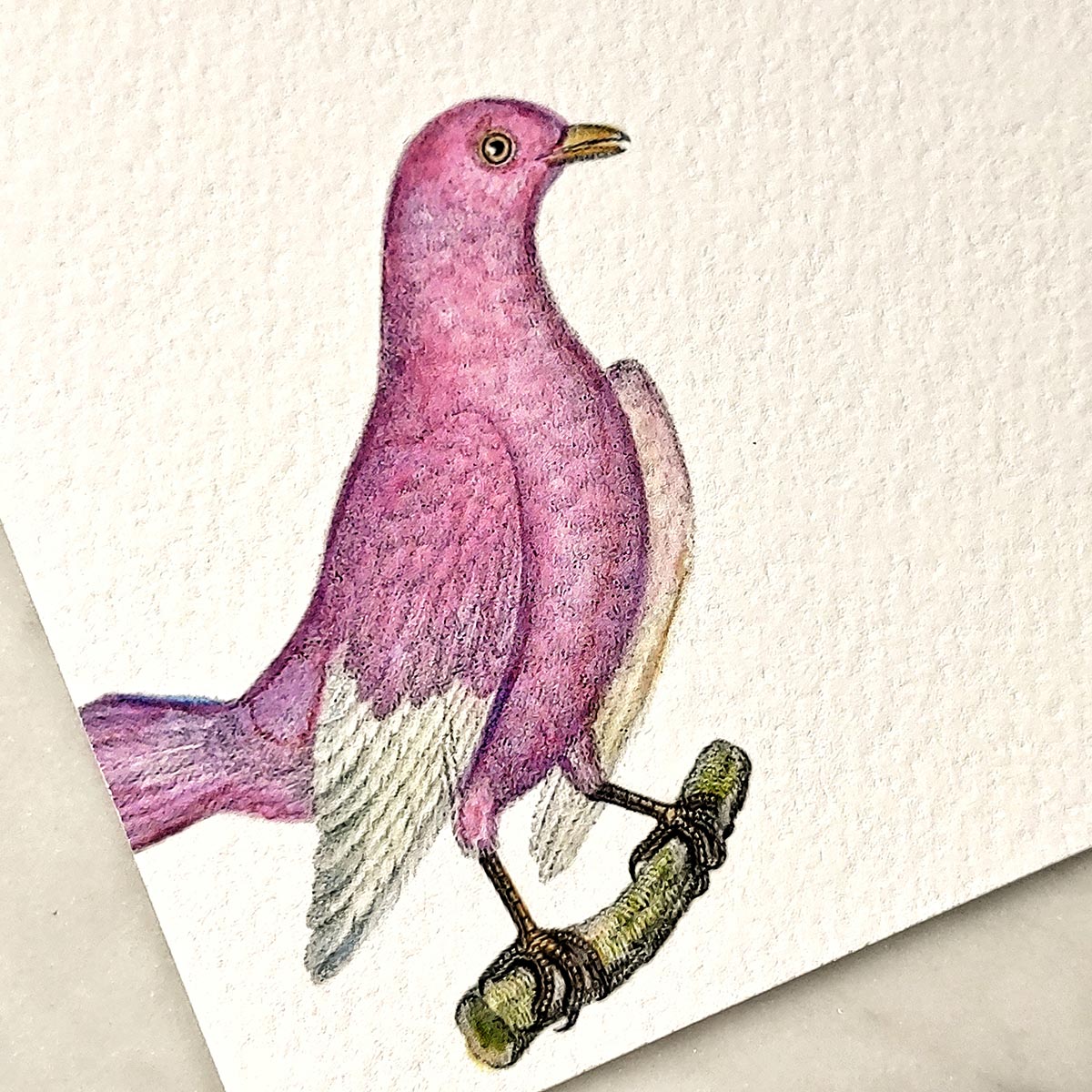 Chromatic Cuckoo - Pack of Note Cards