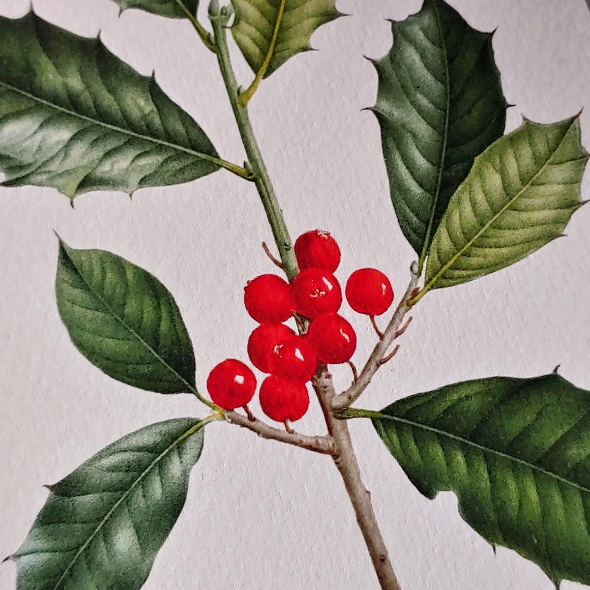 Holly - Pack of Note Cards