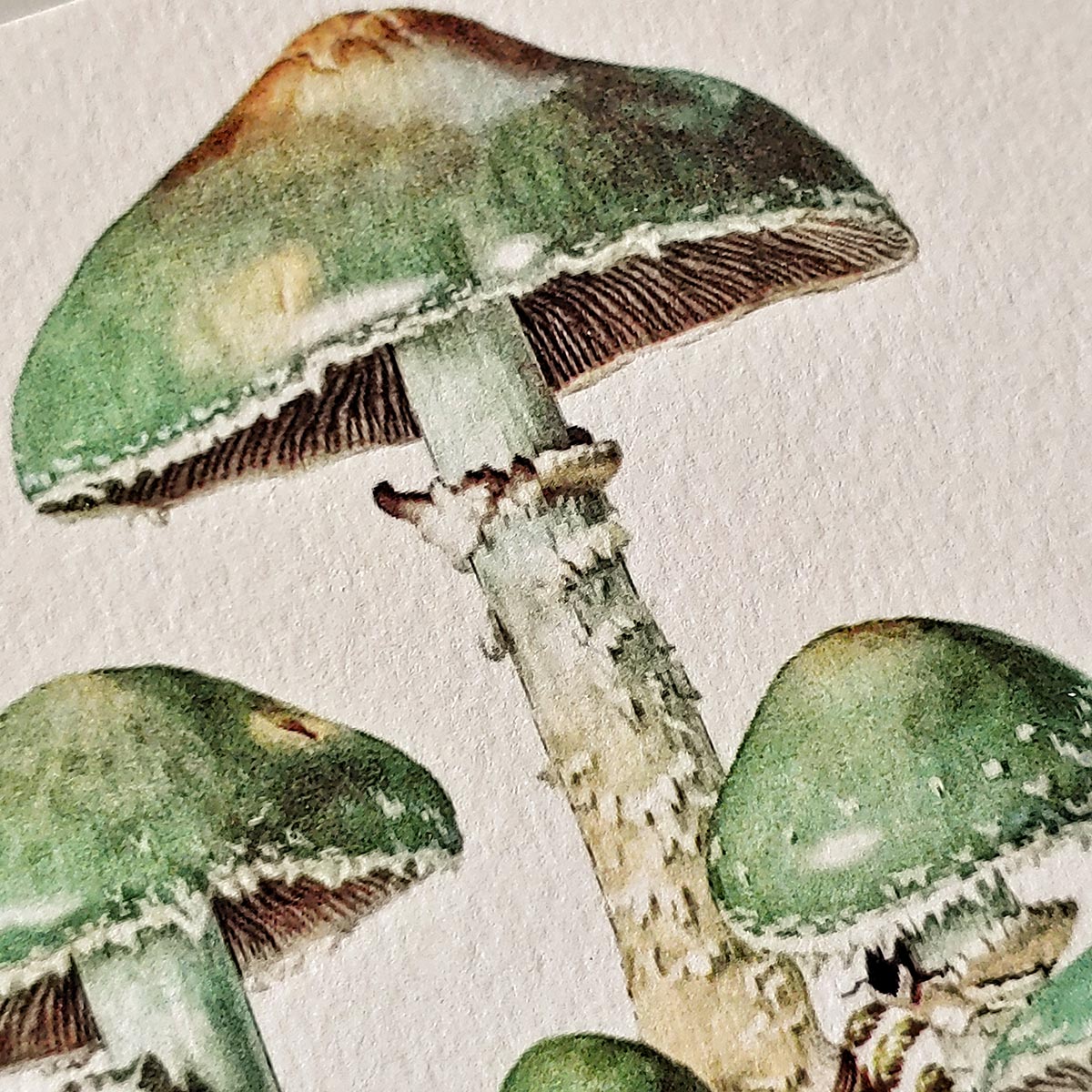 Verdigris Mushrooms - Pack of Note Cards