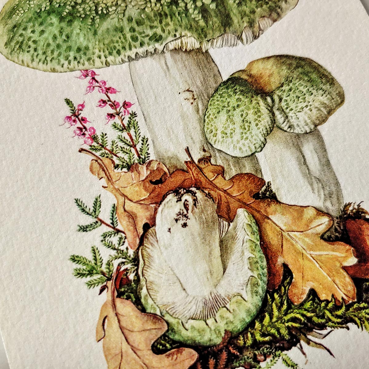 Verdigris Mushrooms - Pack of Note Cards