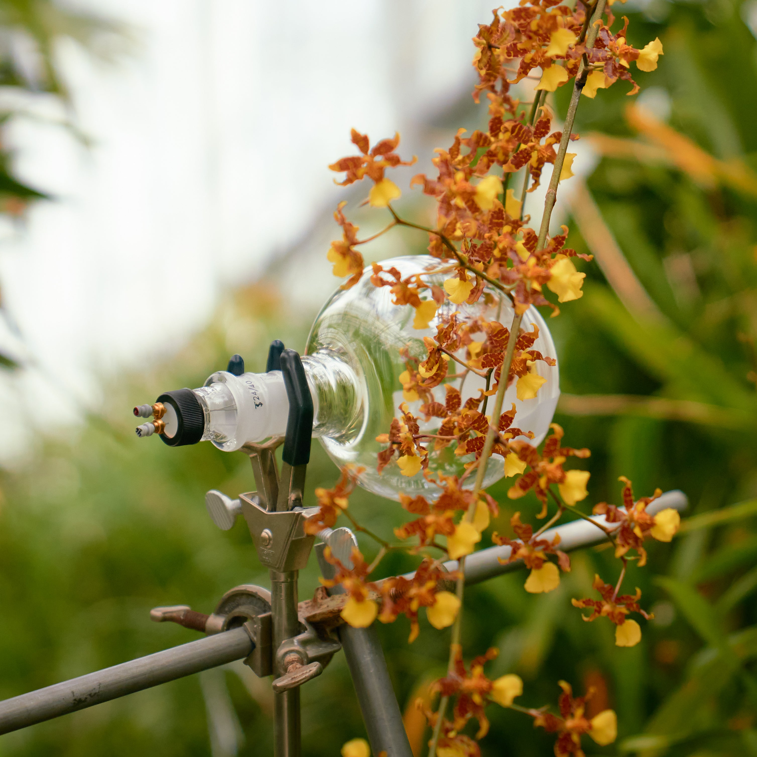 A glass globe placed over top of orange orchid flowers at the new york botanical gardens, caswell-massey living floral capture process to create floral fragrances and soaps