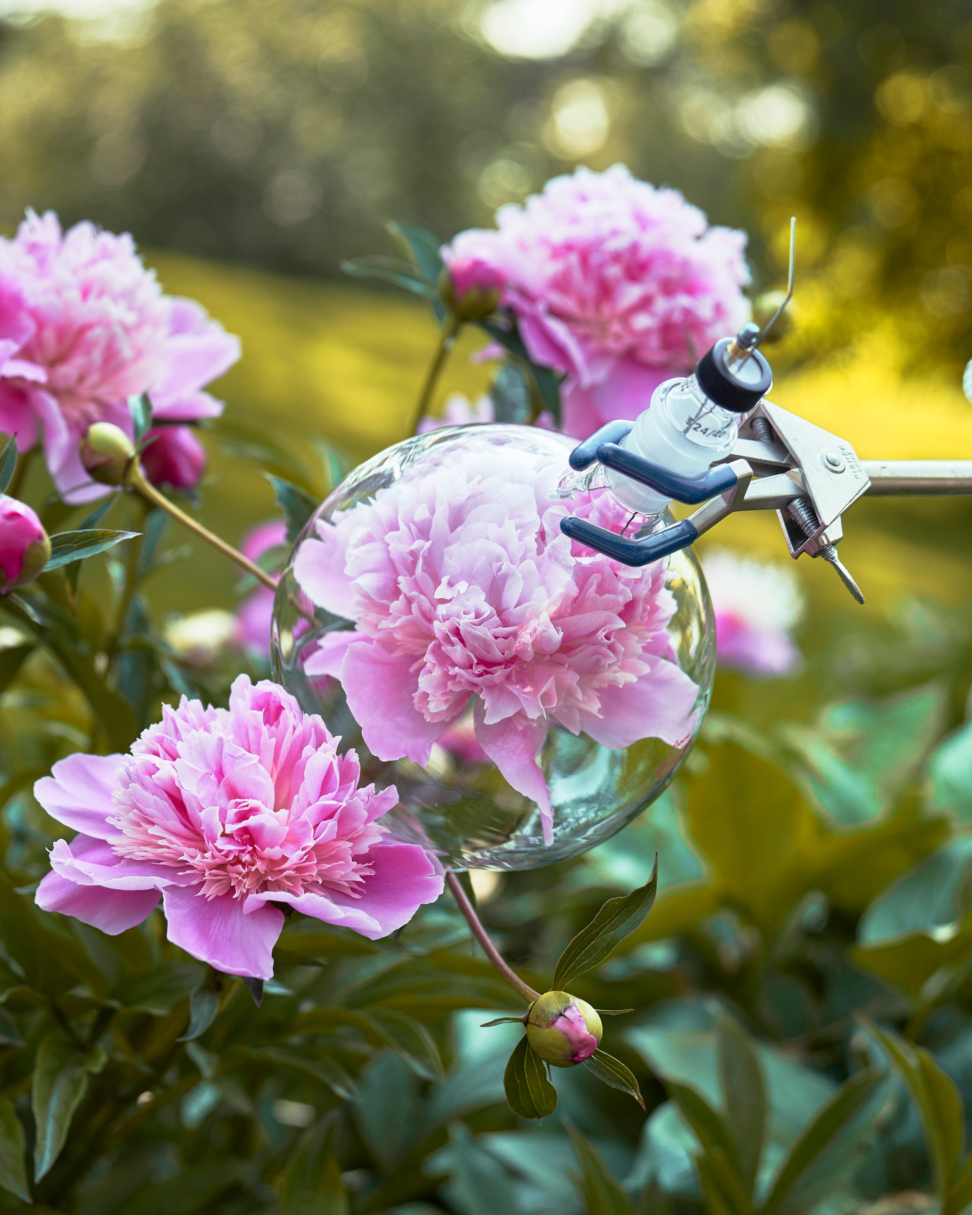 A peony flower with the glass headspace surrounding the flower showing how Caswell-Massey extract the scent of the flowers without hurting the flower