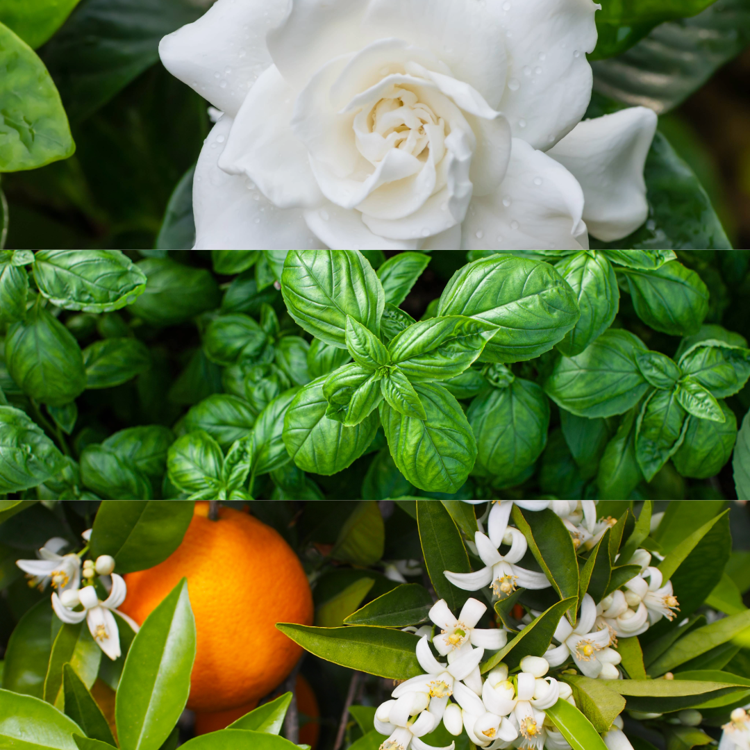 Caswell-Massey Scent Notes: image of basil, orange blossoms, and gardenias