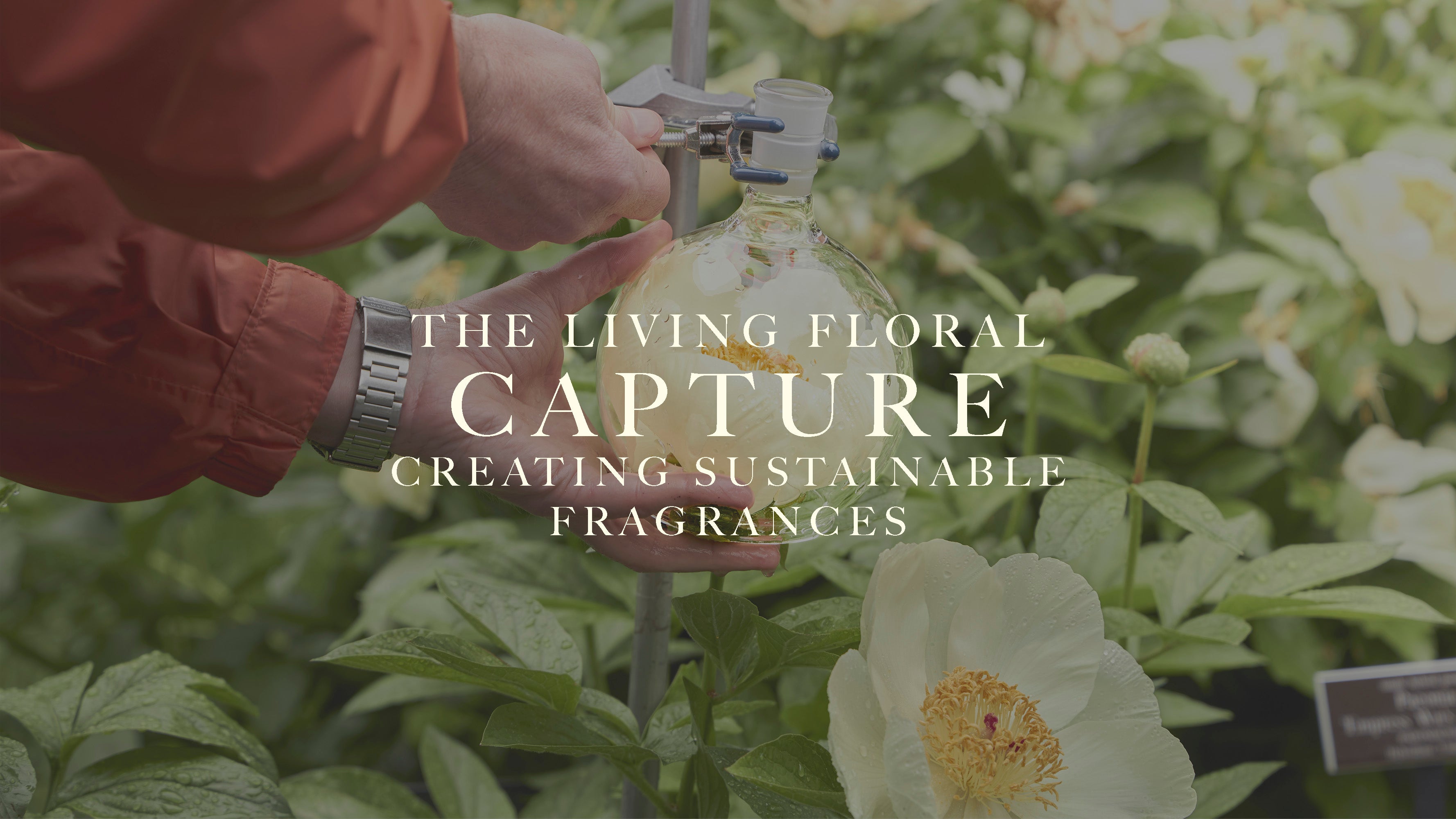 Caswell-Massey Floral Collection: Image of roses in front of the New York Botanical Garden
