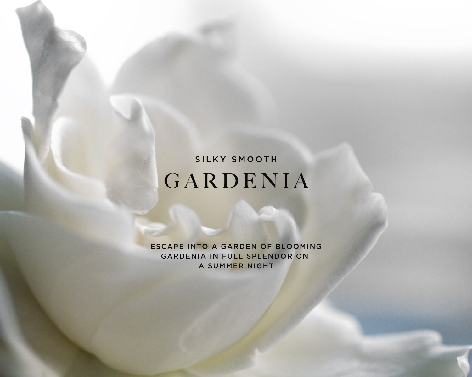 Caswell-Massey Gardenia Eau de Toilette for Women: image of gardenias and gardenia petals to represent the primary scent note