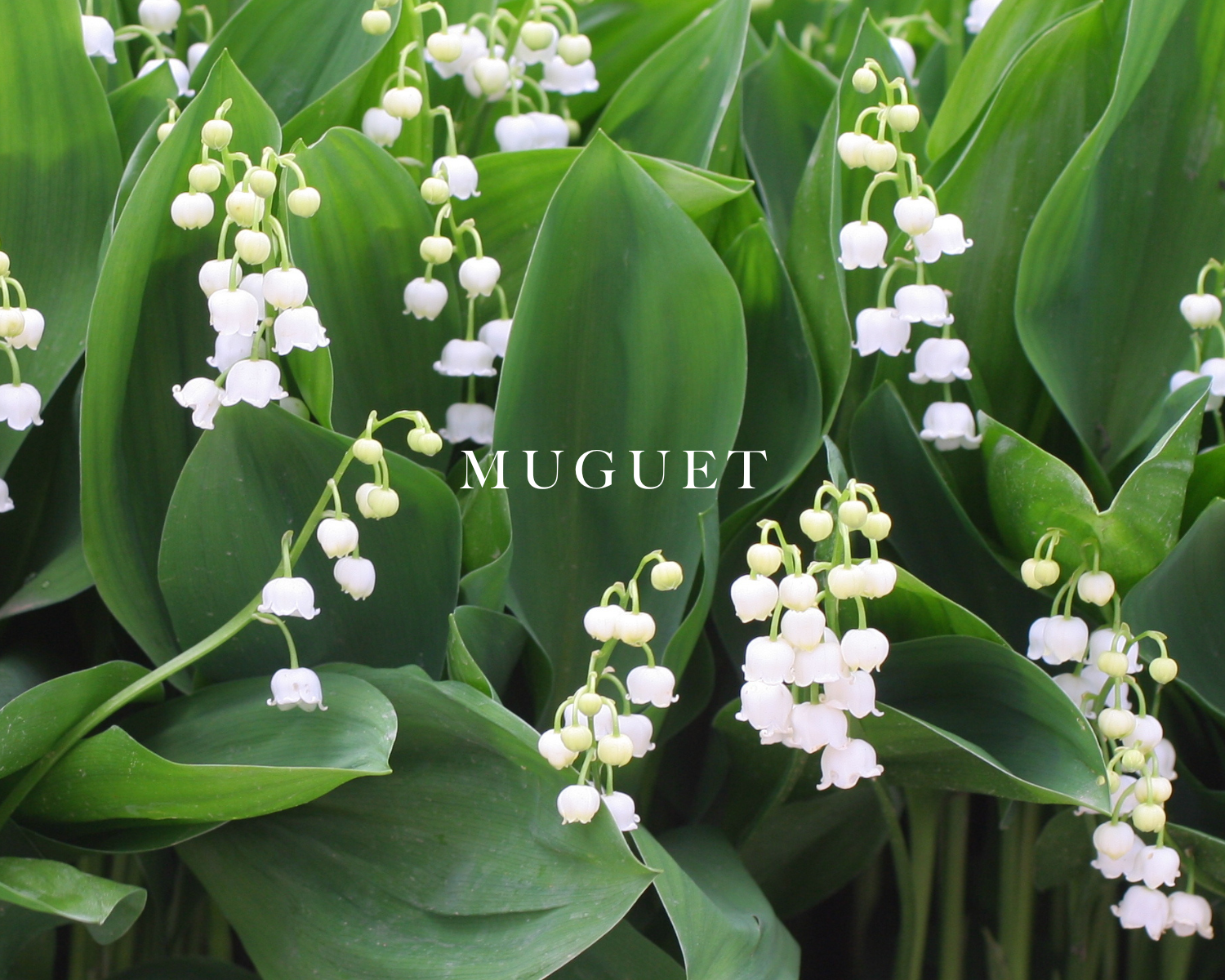 Caswell-Massey Lilac Eau de Toilette for Women: image of muguet white flowers to represent one of the scent notes