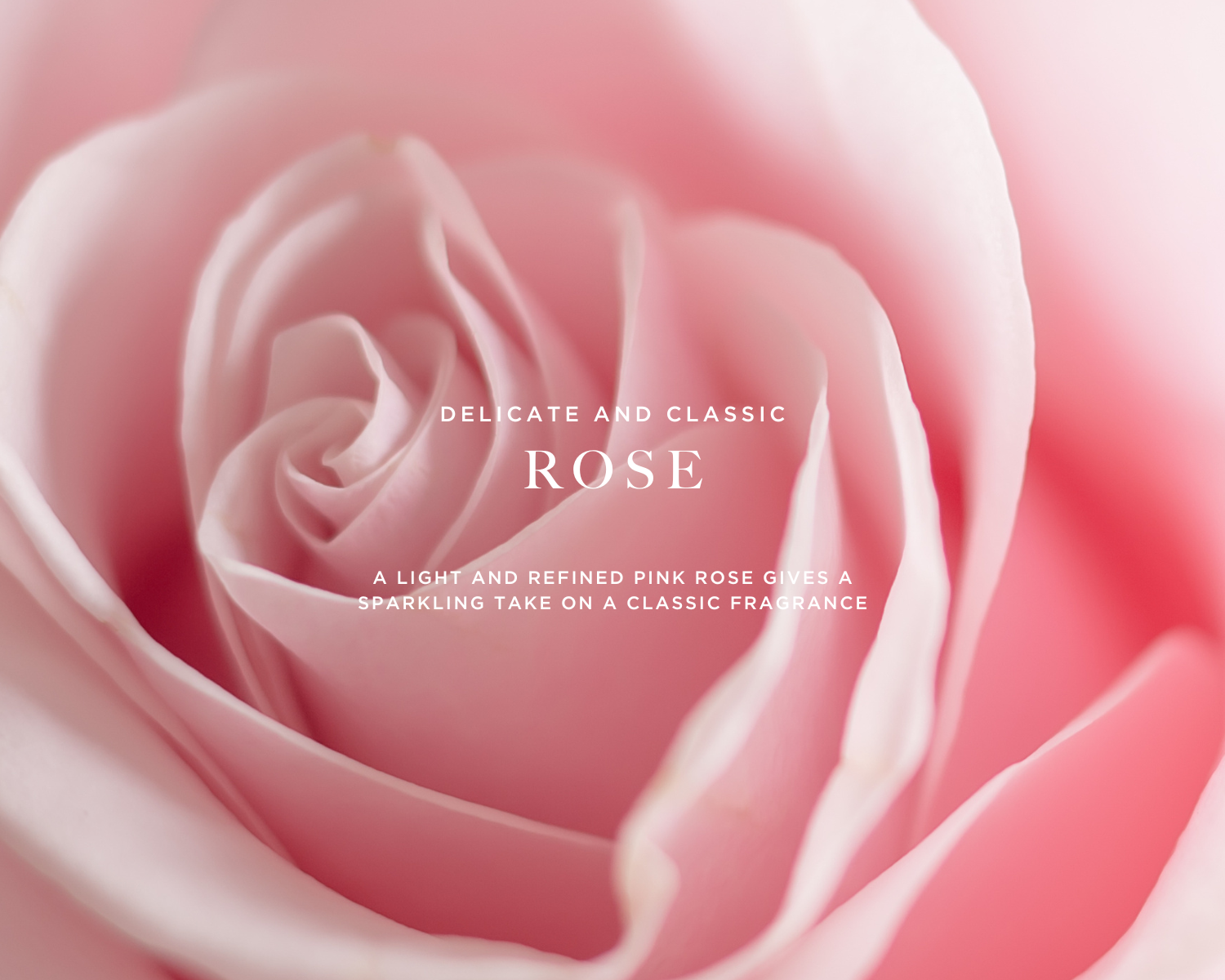 Caswell-Massey Rose Perfume for Women: image showing pink roses to represent primary scent note