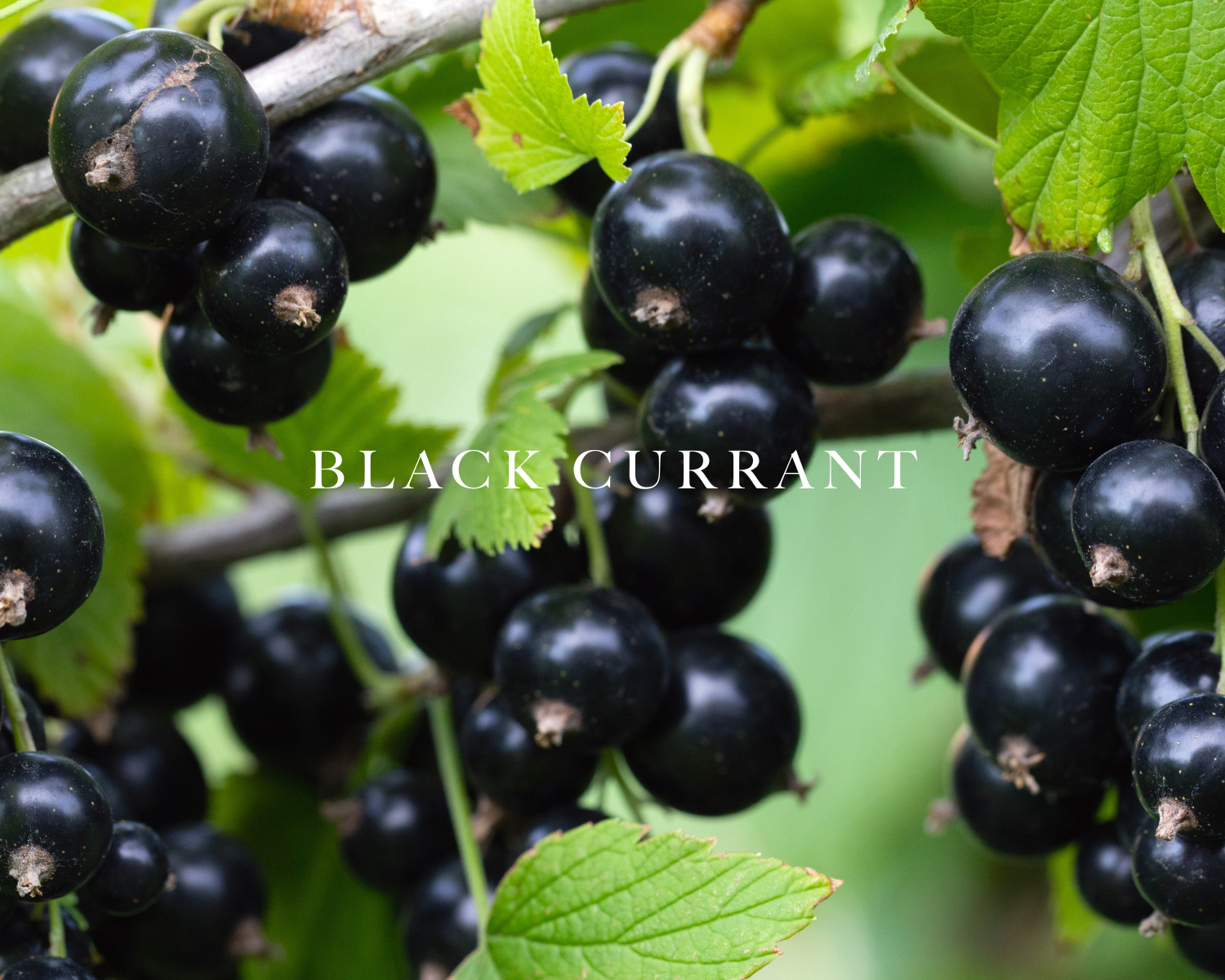 Caswell-Massey Rose Perfume for Women: image showing black currants to represent one of the scent notes