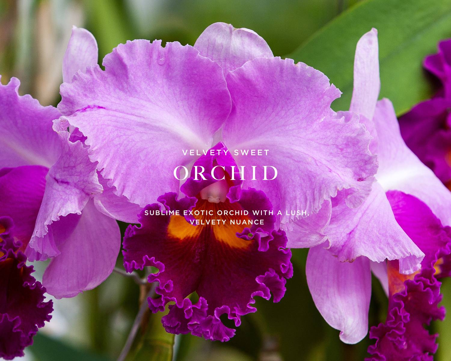 Caswell-Massey Orchid Perfume for Women: image showing pink and purple orchids to represent primary scent notes