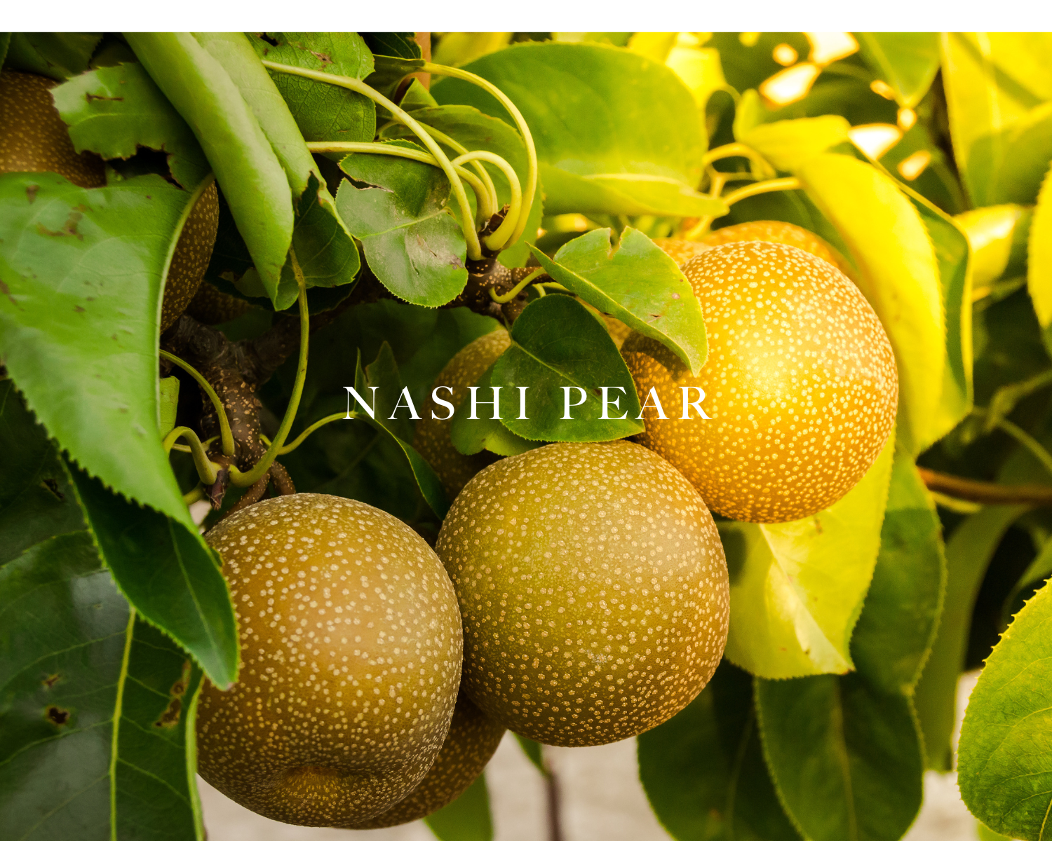 Caswell-Massey Orchid Perfume for Women image showing Nashi pears to represent one of the scent notes