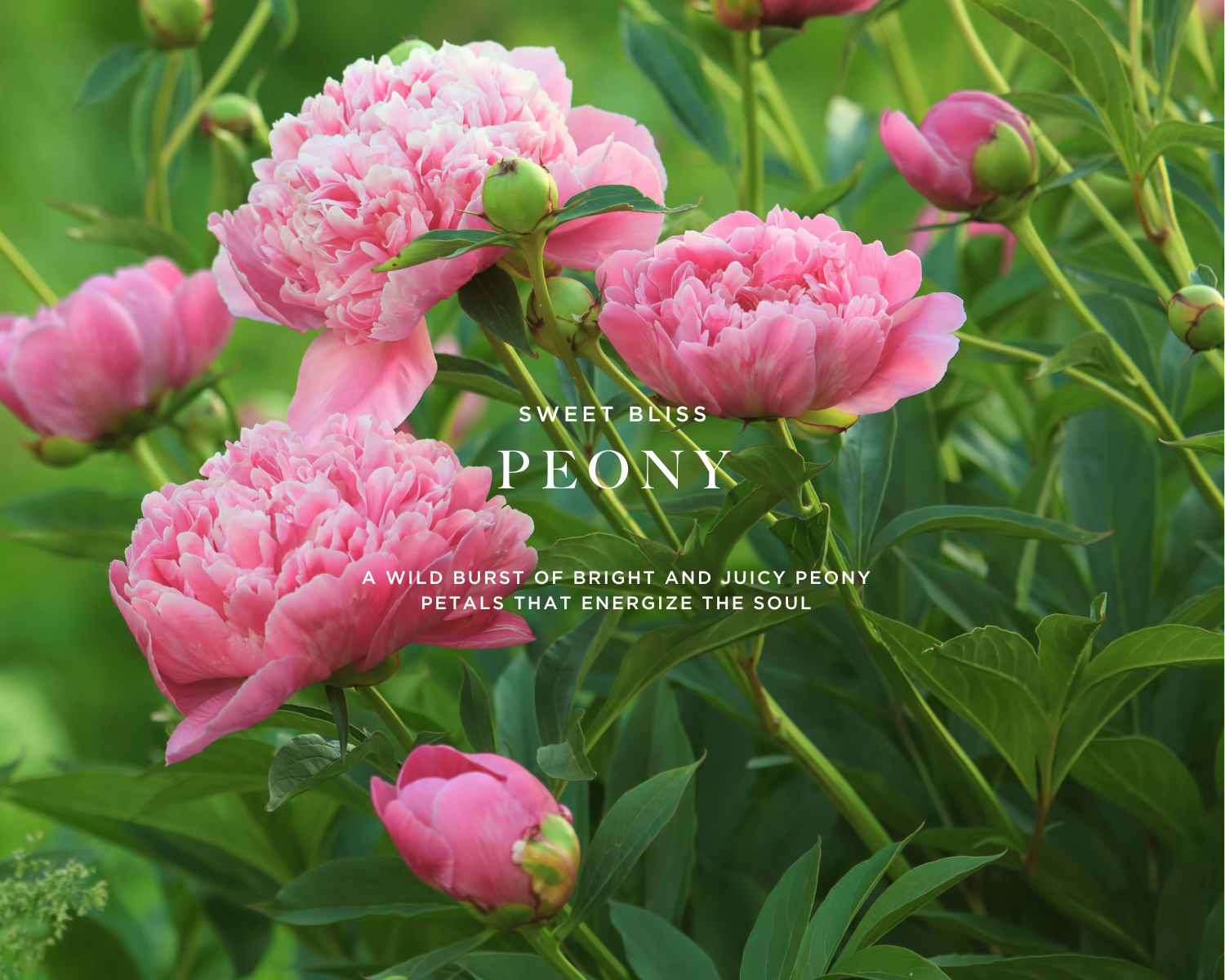 Caswell-Massey Peony Perfume for Women: image of pink peonies representing the main scent note