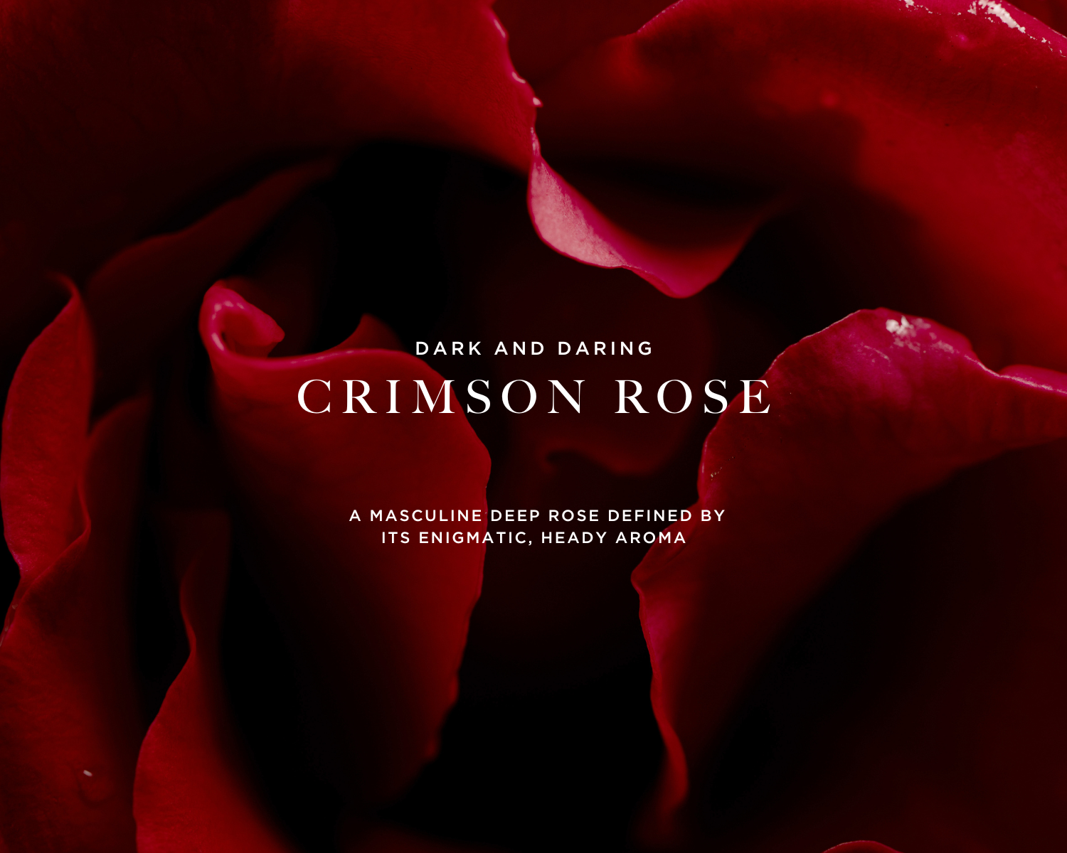 Caswell-Massey RÒS Eau de Parfum for Men: image of red roses representing scent notes with "Dark and Daring Crimson Rose"