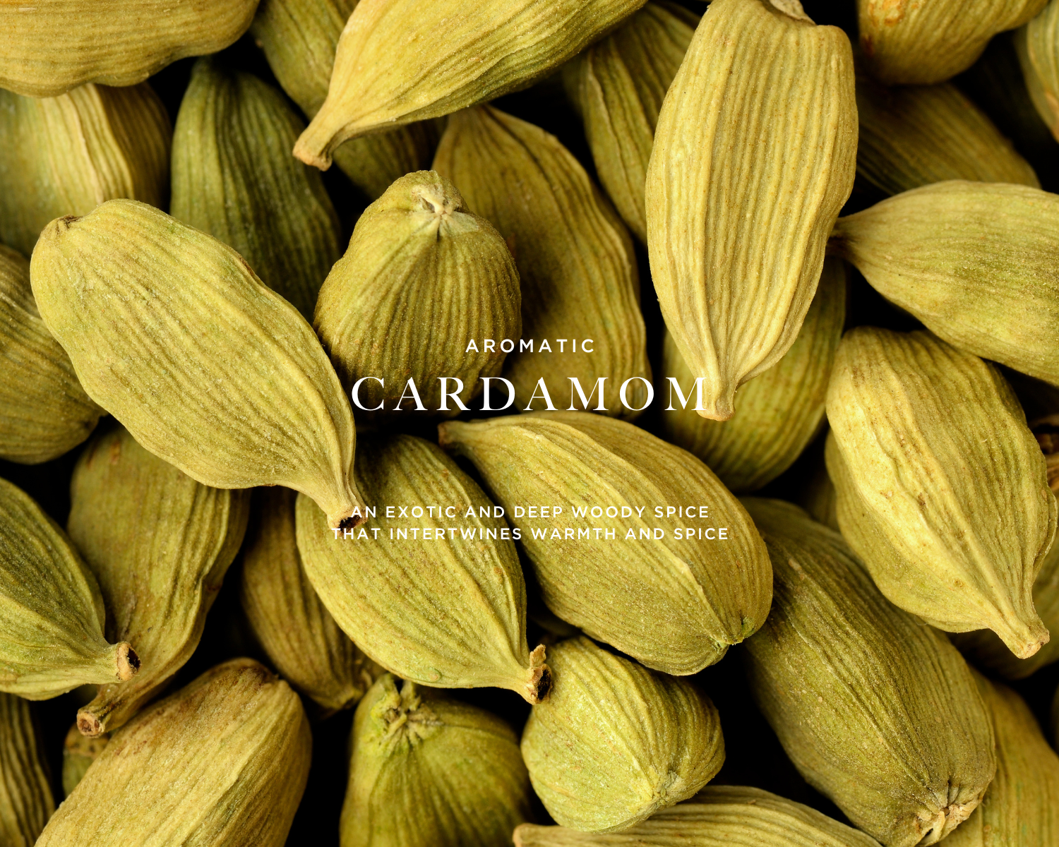 Caswell-Massey 2571 Eau de Parfum for Men: image of cardamon seed pods to show one of the scent notes