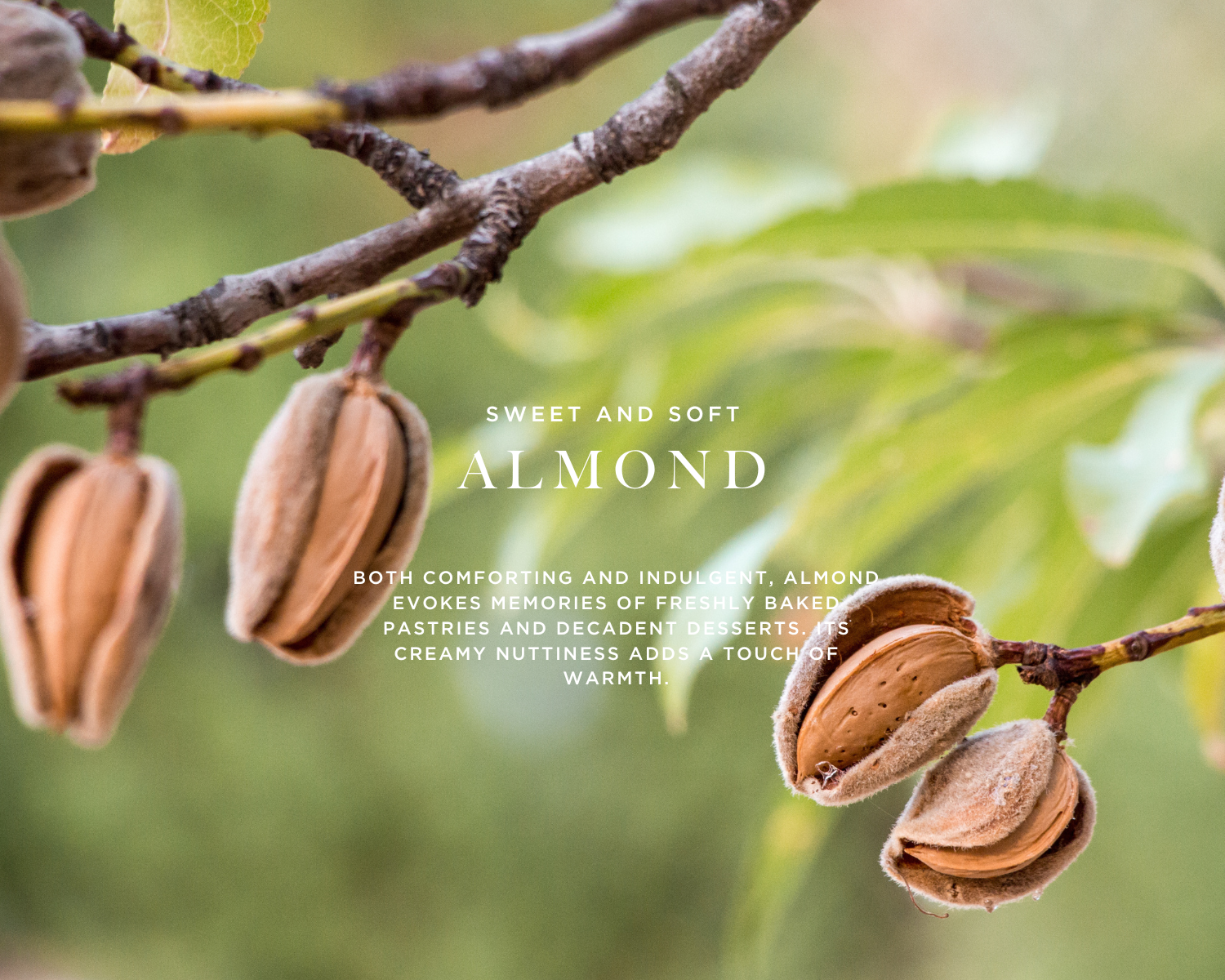 Caswell-Massey Almond Eau de Toilette: Image of almond tree and blossoms to show the primary scent notes