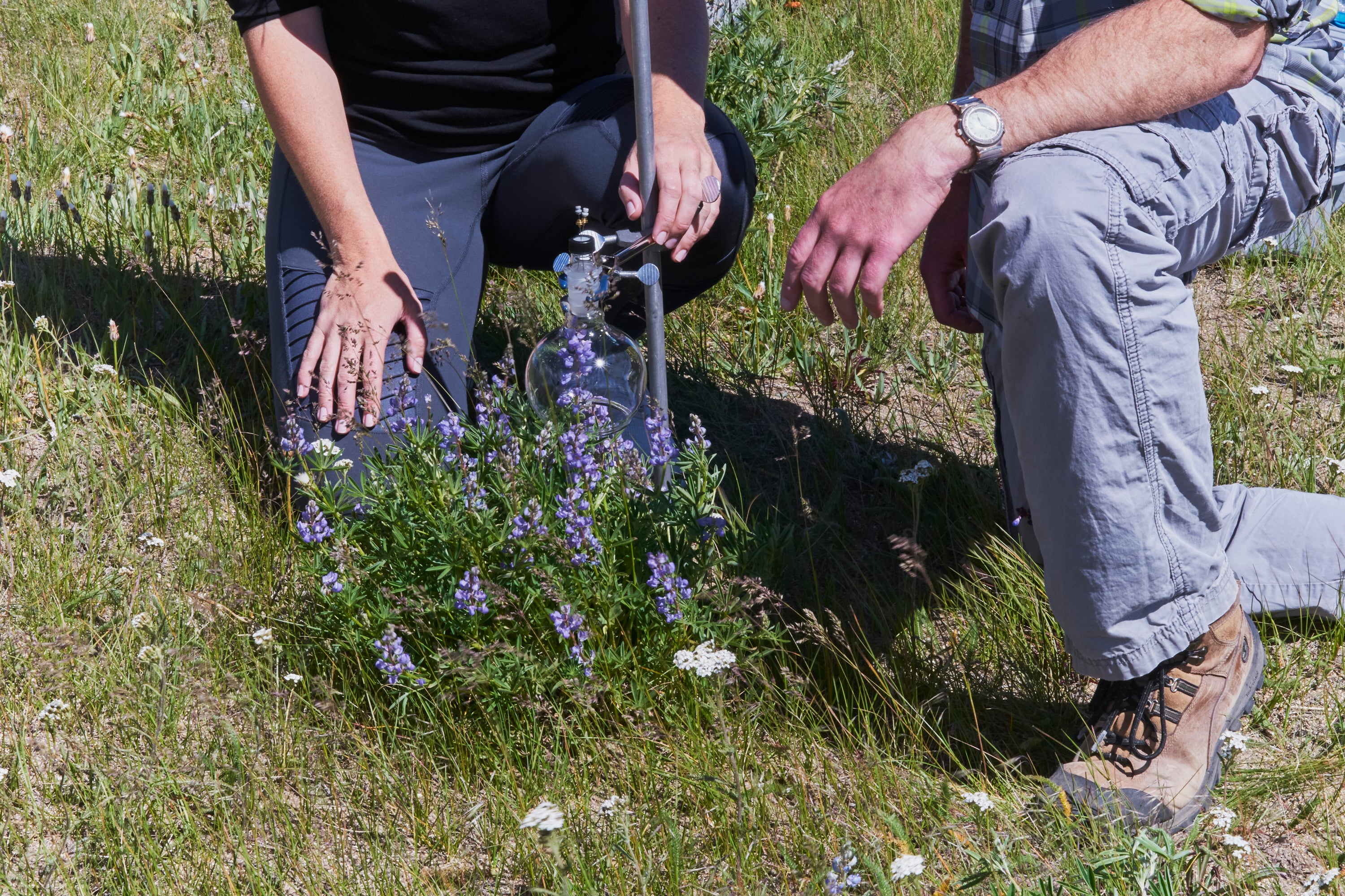 the 2019 yellowstone fragrance capture. Two people kneeling around a glass globe placed around a purple flower to capture it's scent.