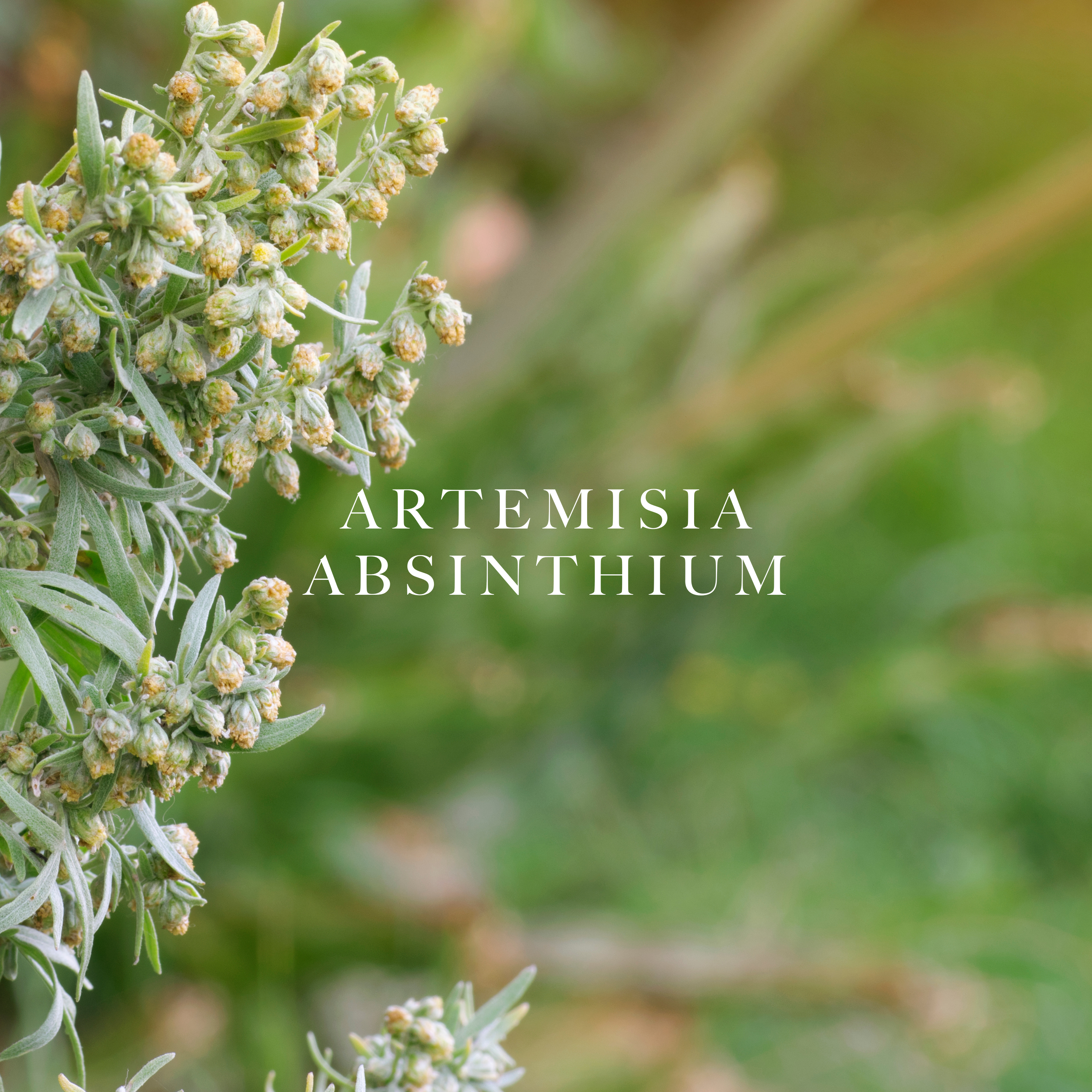 Caswell-Massey Elixir of Love Eau de Toilette: image showing one of the scent notes, the flower artemisia absinthium