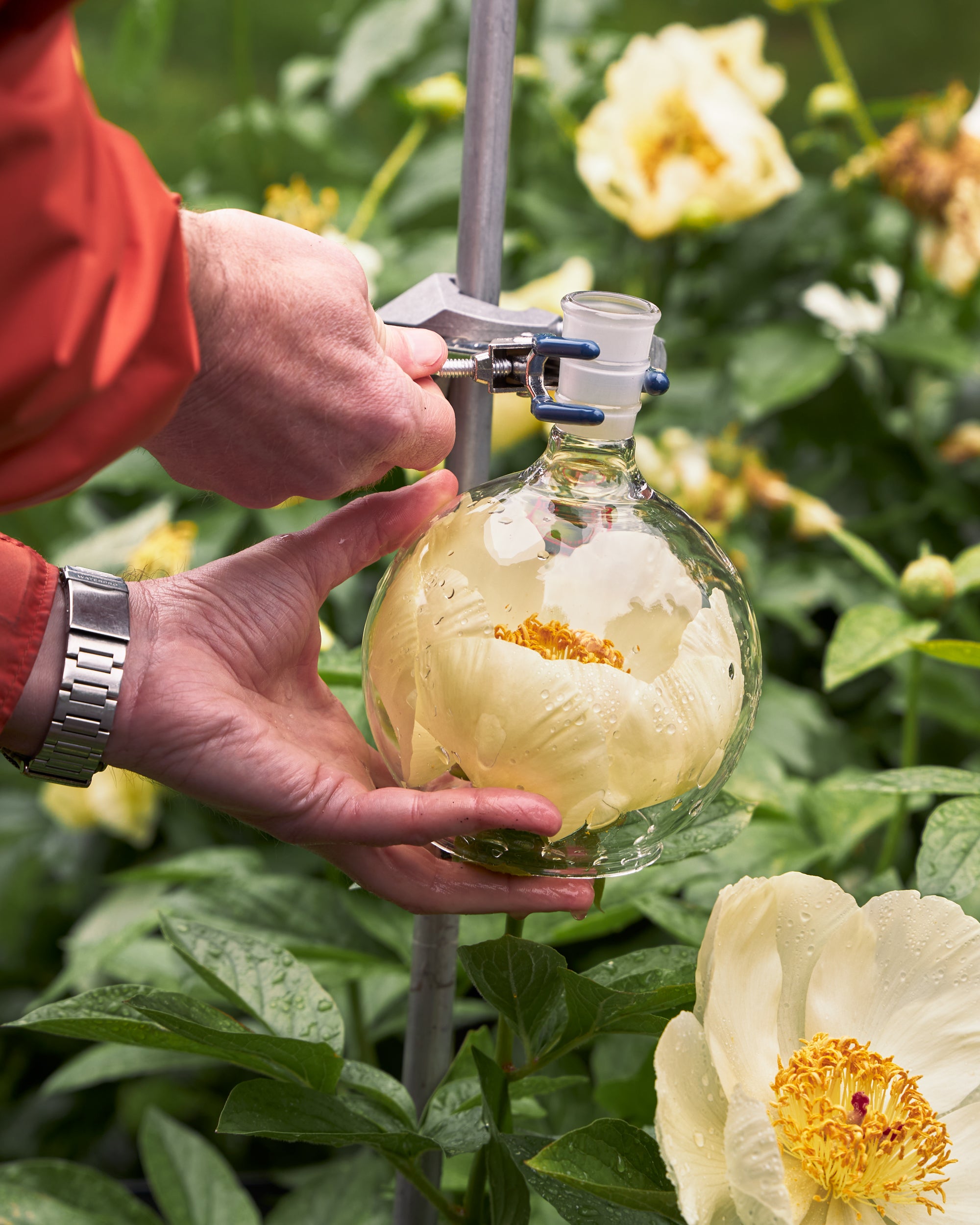 A peony flower with the glass headspace surrounding the flower showing how Caswell-Massey extract the scent of the flowers without hurting the flower