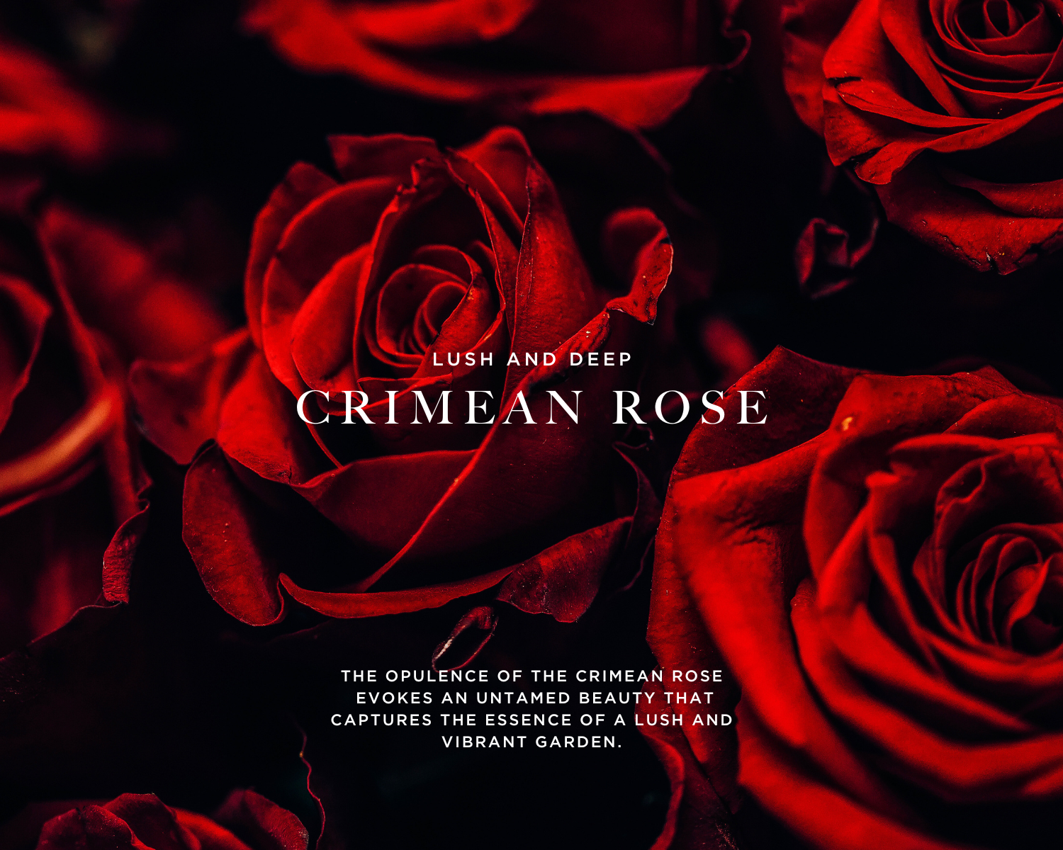 Caswell-Massey Marem Perfume for Women: "Lush and Deep Crimean Rose" image of deep red roses with dew
