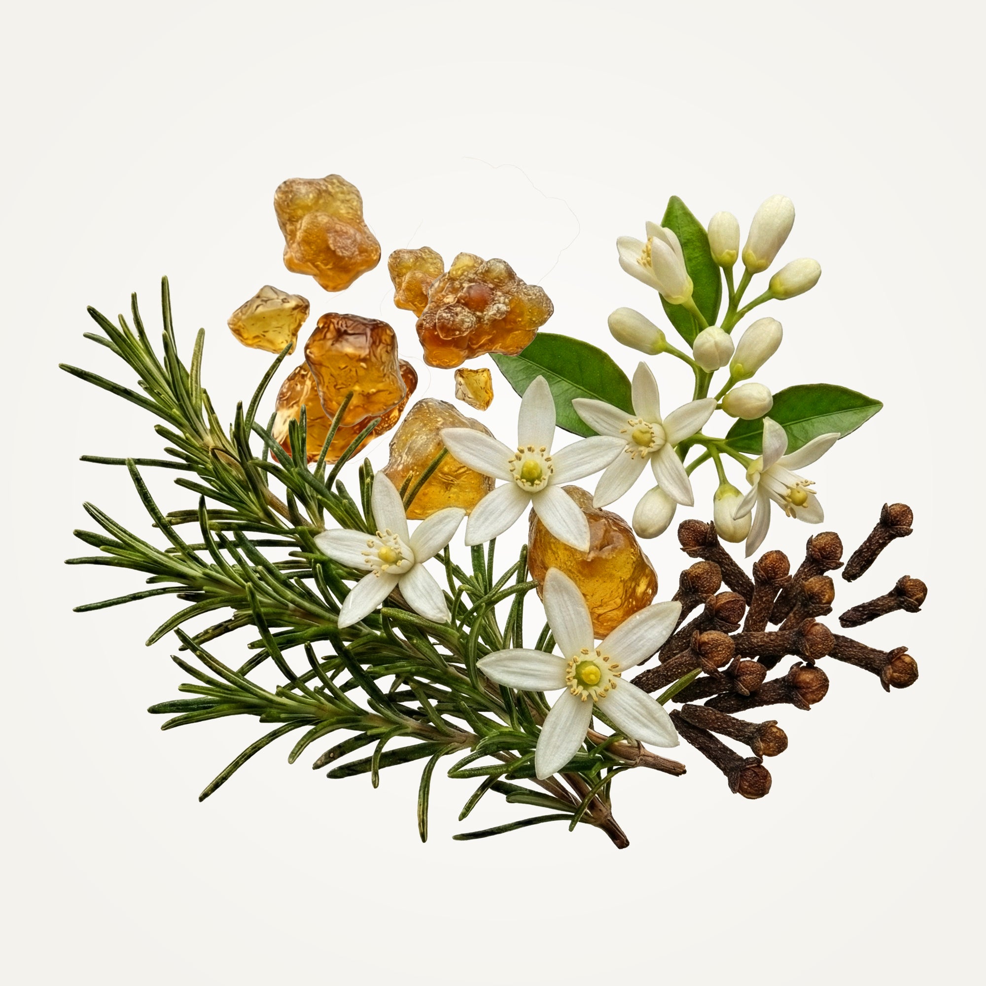 Number Six Eau de Parfum Fragrance Caswell-Massey®