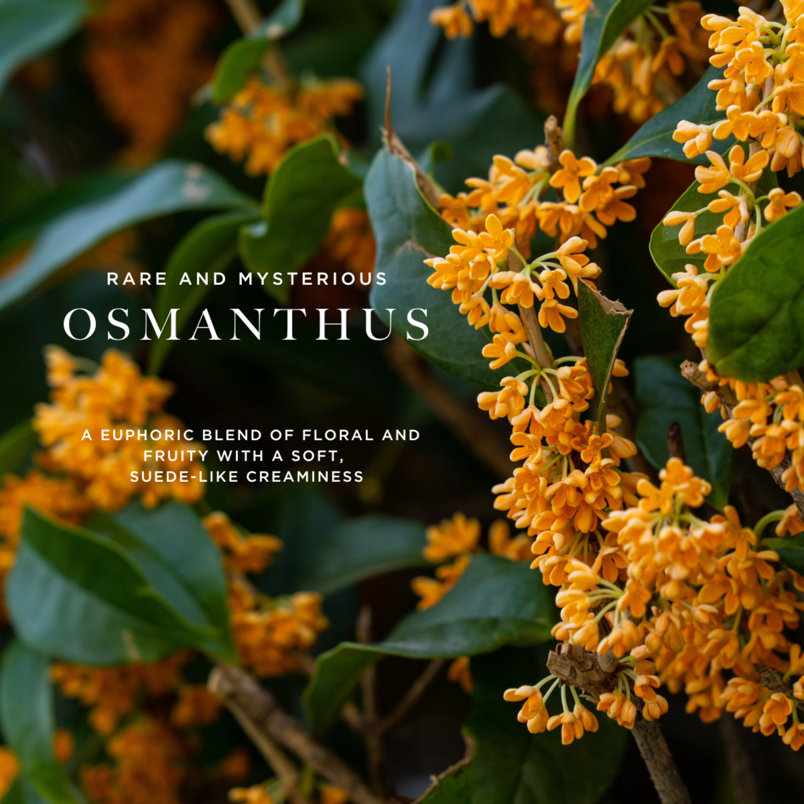 Caswell-Massey OAIRE Eau de Parfum for Men: image of osmanthus flowers with "Osmanthus" to represent one of the scent notes