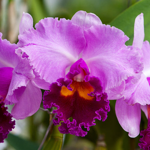 a close up of a purple flower