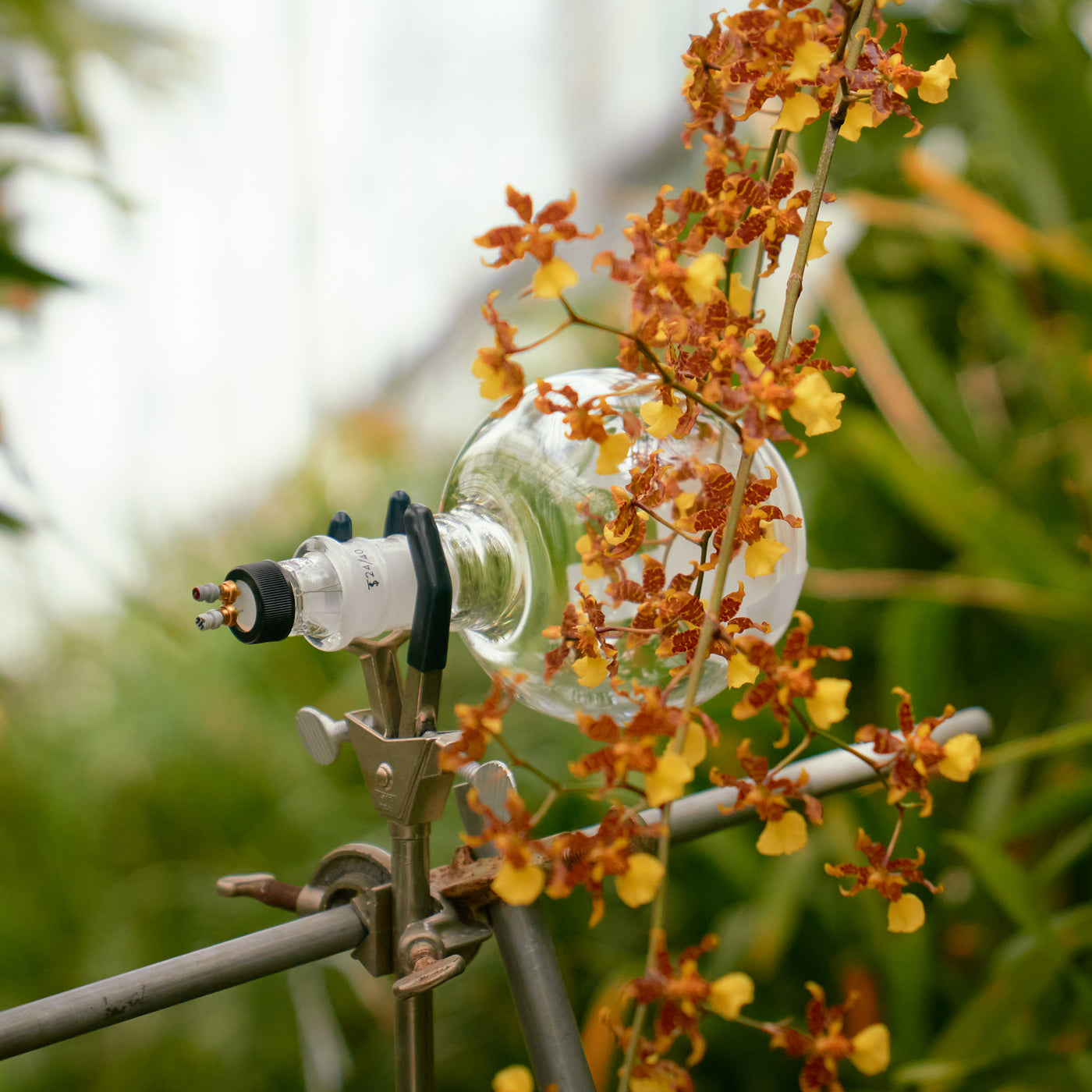 A glass globe placed over top of orange orchid flowers at the new york botanical gardens, caswell-massey living floral capture process to create floral fragrances and soaps 