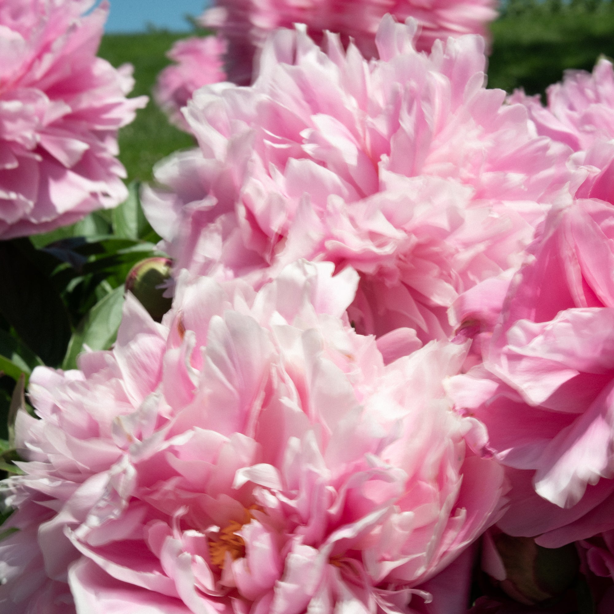Peony Perfume Fragrance Caswell-Massey®