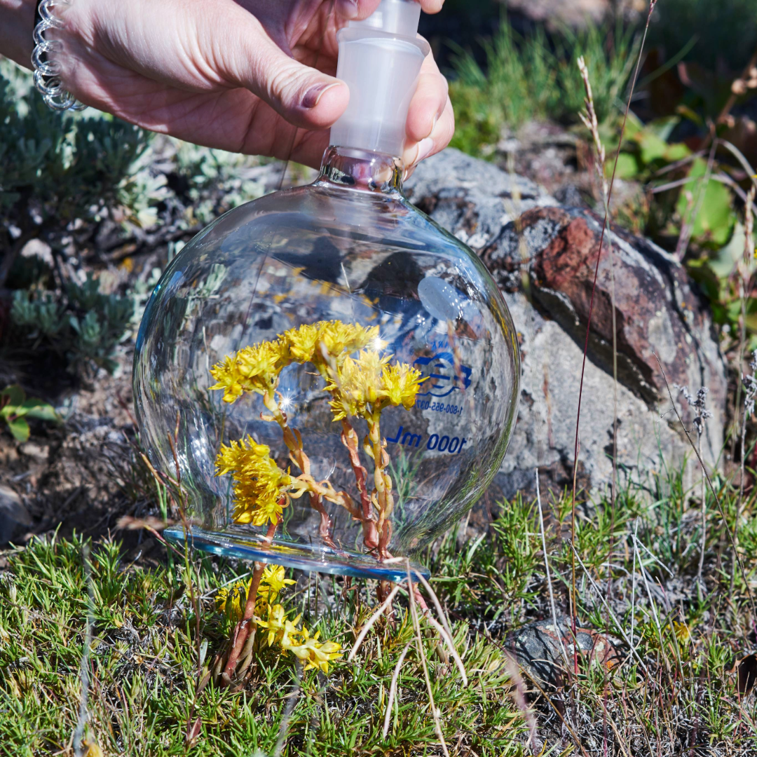 Caswell-Massey: Glass bulb from scent-capture technique placed on top of yellow wildflowers